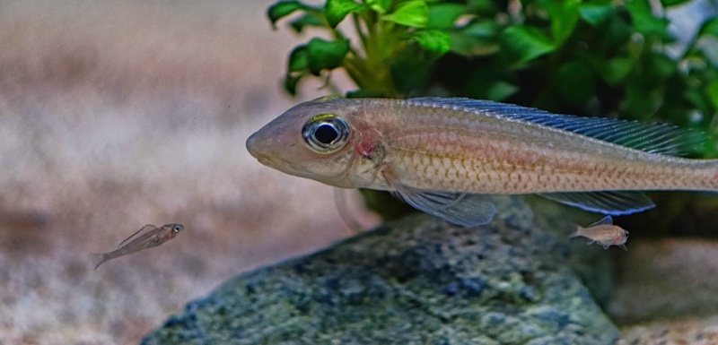 Asprotilapia leptura 'Cameron Bay'
